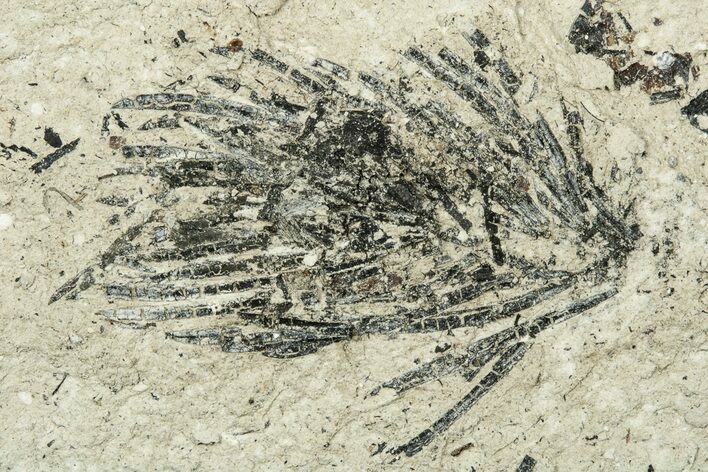 Miocene Coontail (Ceratophyllum) Fossil - Murat, France #254021